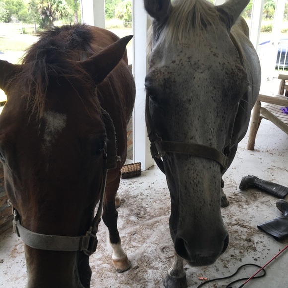 Meet your Posher, Victoria - Picture 10 of 13